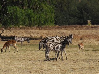 Lionsrock | Südafrika
