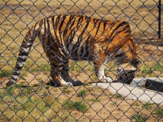 Lionsrock | Südafrika