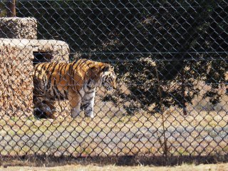 Lionsrock | Südafrika