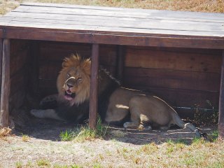 Lionsrock | Südafrika