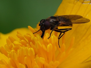 Makro