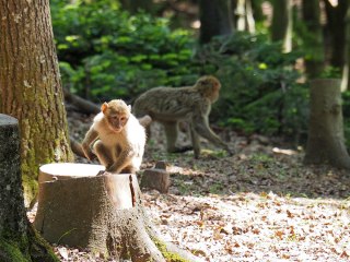Tierwelt